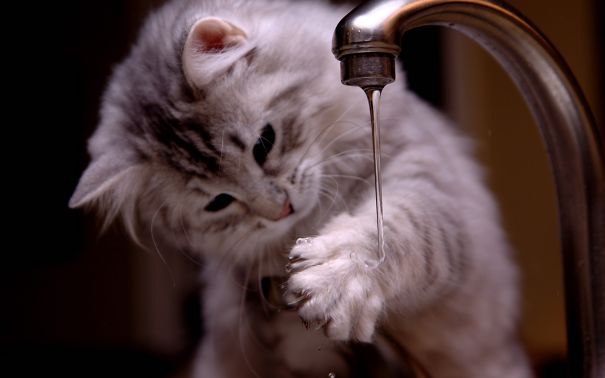 tilestwra.gr | 14 θεότρελες γάτες που λατρεύουν το νερό!