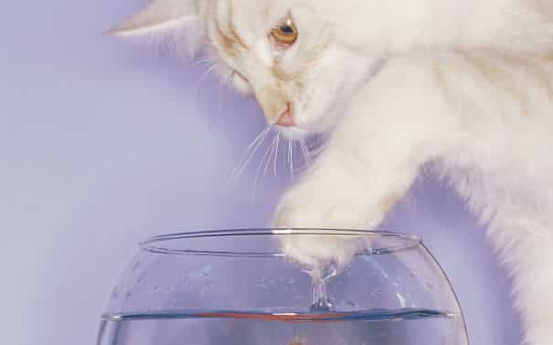tilestwra.gr | 14 θεότρελες γάτες που λατρεύουν το νερό!