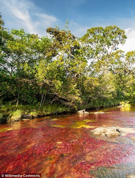 tilestwra.gr | Αυτό είναι το ποτάμι γεμάτο χρώματα που τρελαίνει τους τουρίστες στην Κολομβία!